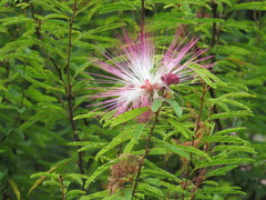 Calliandra selloi