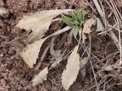 Grindelia subalpina
