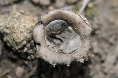 Nidulariaceae