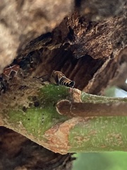 Eurymeloides punctata