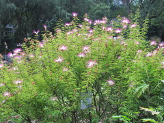 Calliandra selloi