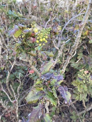 Berberis pinnata