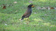 Acridotheres grandis