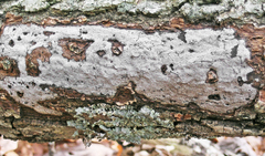 Biscogniauxia atropunctata