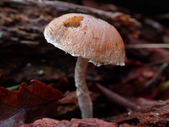 Pennatae