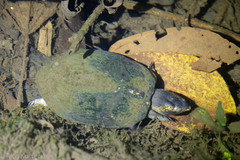 Kinosternon leucostomum