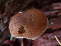 Pennatae