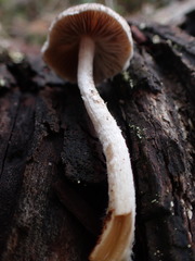 Pennatae