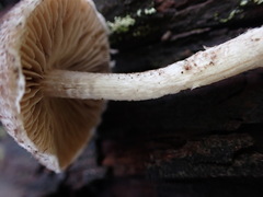 Pennatae