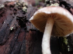 Pennatae