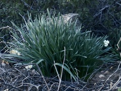 Narcissus tazetta