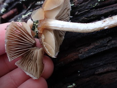 Pennatae