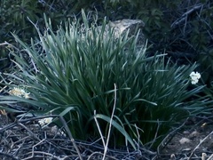 Narcissus tazetta