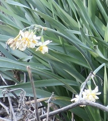 Narcissus tazetta