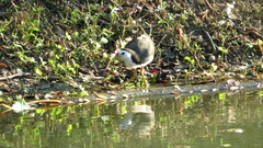 Amaurornis phoenicurus phoenicurus