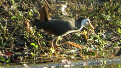 Amaurornis phoenicurus phoenicurus