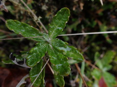 Eriophyllum