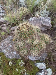 Gymnocalycium monvillei