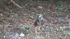 Amaurornis phoenicurus phoenicurus