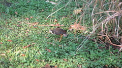 Amaurornis phoenicurus phoenicurus