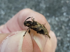 Graphisurus triangulifer