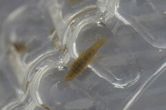 Gammarus lacustris