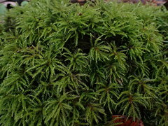 Leucolepis