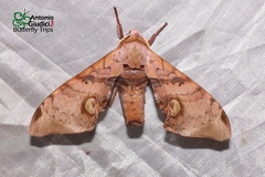 Daphnusa