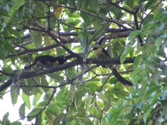 Pteroglossus inscriptus