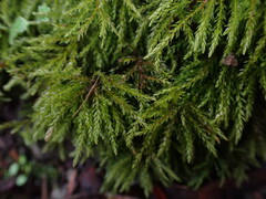 Leucolepis