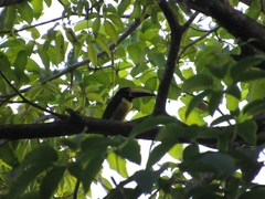 Pteroglossus inscriptus