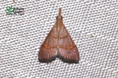 Hemiscopis sanguinea