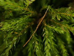 Leucolepis