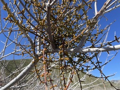 Phoradendron californicum