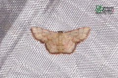 Idaea craspedota