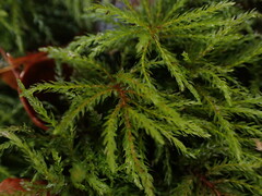Leucolepis