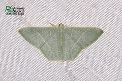 Pelagodes antiquadraria