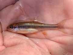 Notropis lutipinnis