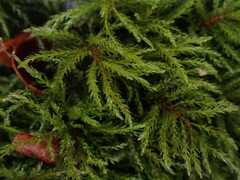 Leucolepis
