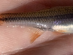 Notropis lutipinnis