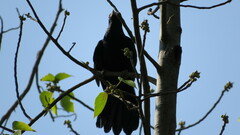 Eudynamys scolopaceus