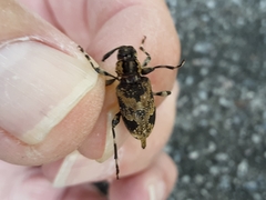 Graphisurus triangulifer