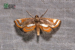 Agassiziella albidivisa