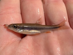Notropis lutipinnis