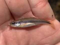 Notropis lutipinnis