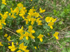 Cytisophyllum sessilifolium