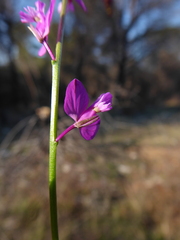 Polygala nicaeensis