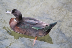 Anas platyrhynchos × Cairina moschata