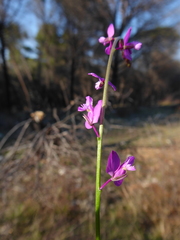 Polygala nicaeensis