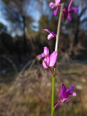 Polygala nicaeensis